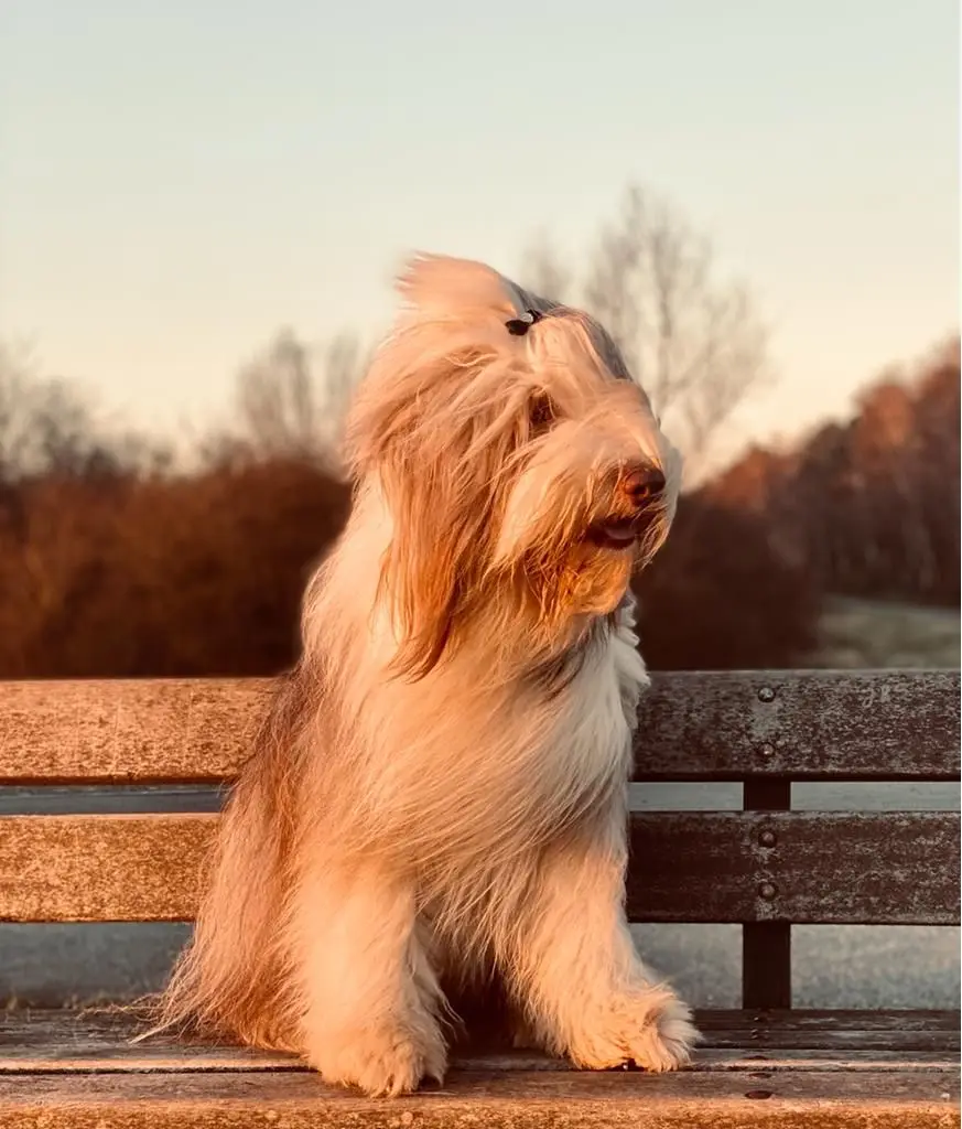 Bearded Collie sitzt im Abendlicht auf einer Parkbank