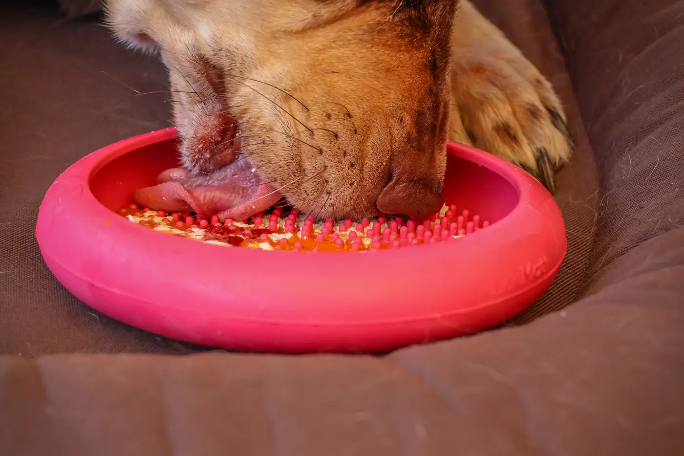Hund schleckt eine mit BARF gefüllte Leckmatte