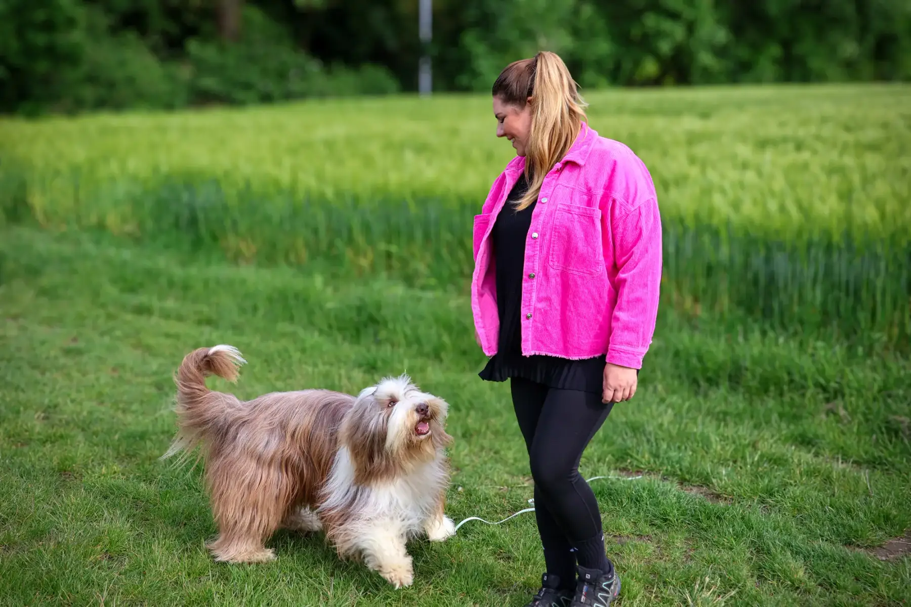 Laura von Pfotenziel mit ihrem Bearded Collie auf einer Wiese vor einem Getreidefeld