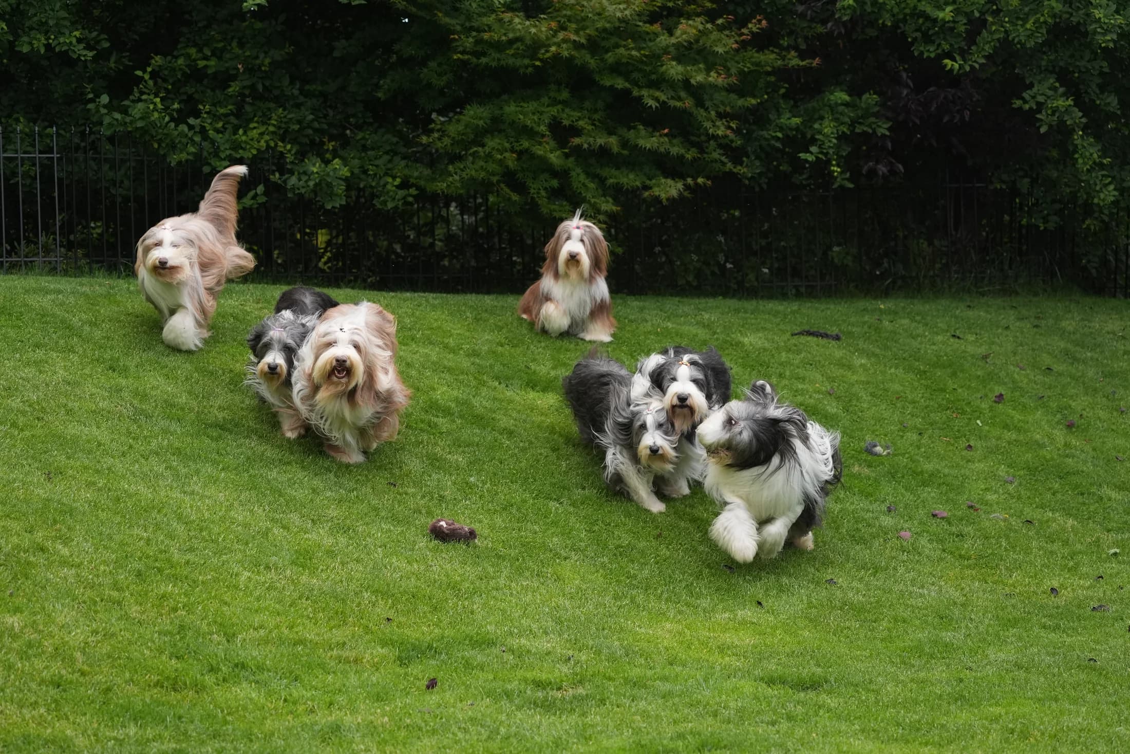 Mehrere Bearded Collies rennen gemeinsam über eine Wiese