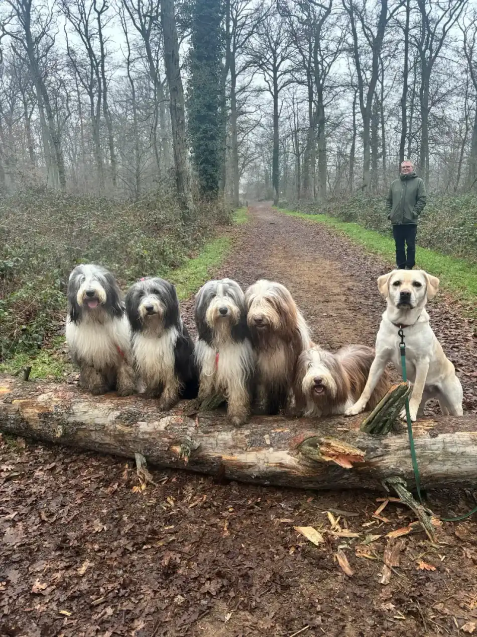 Sechs Hunde sitzen aufgereiht auf einem Baumstamm im Winterwald