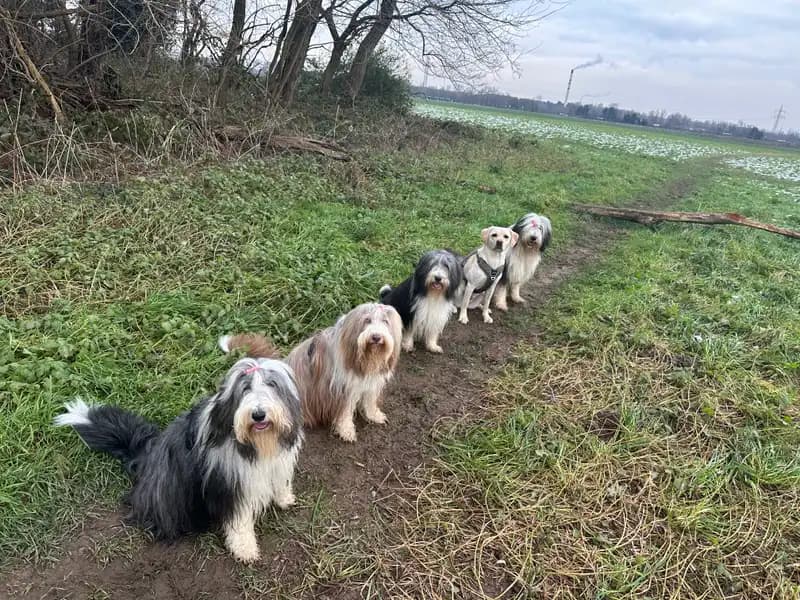 Fünf Hunde sitzen nebeneinander auf dem Feldweg – die Pfotenziel-Gang