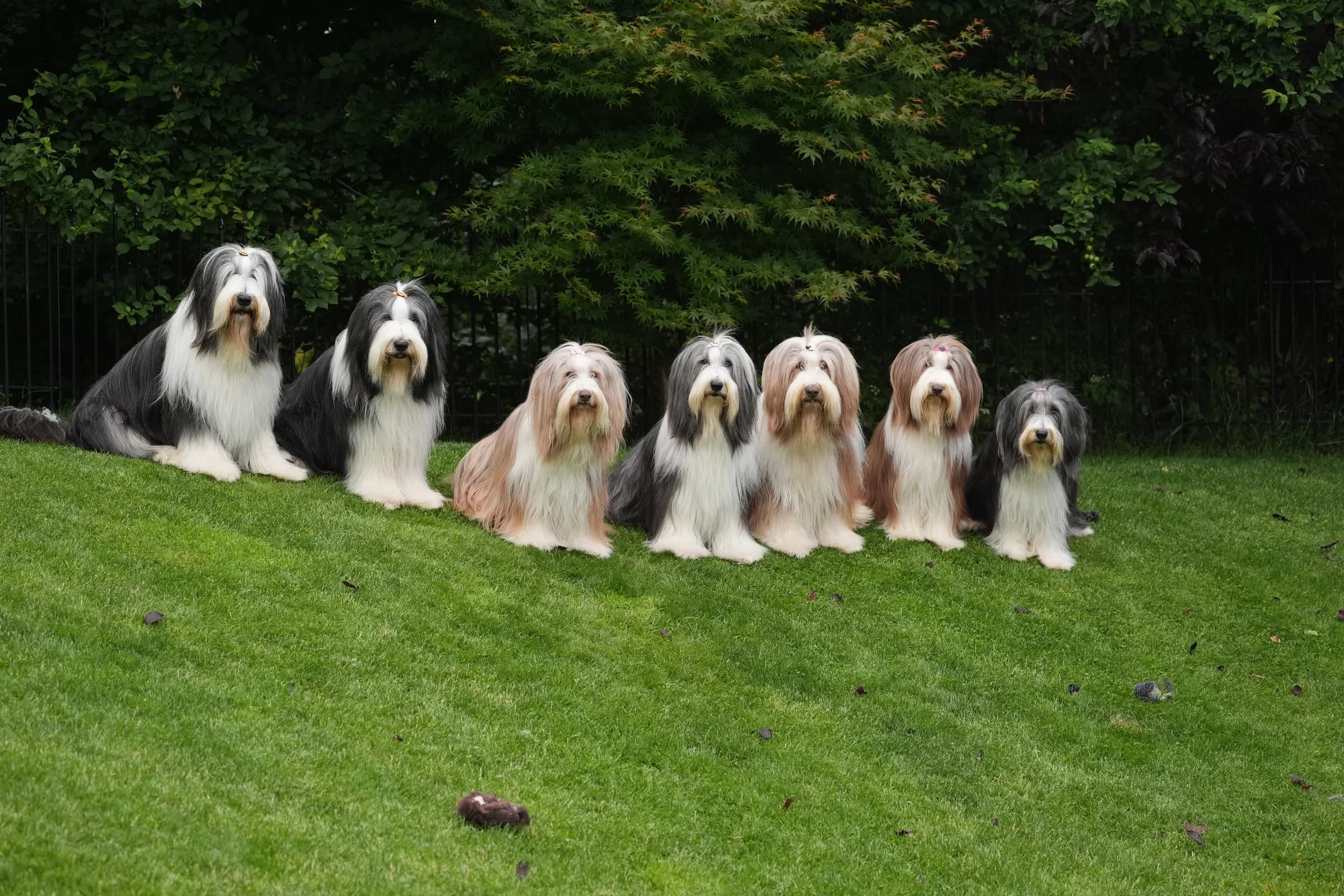 Sieben Bearded Collies aus unserem Rudel sitzen nebeneinander im Garten