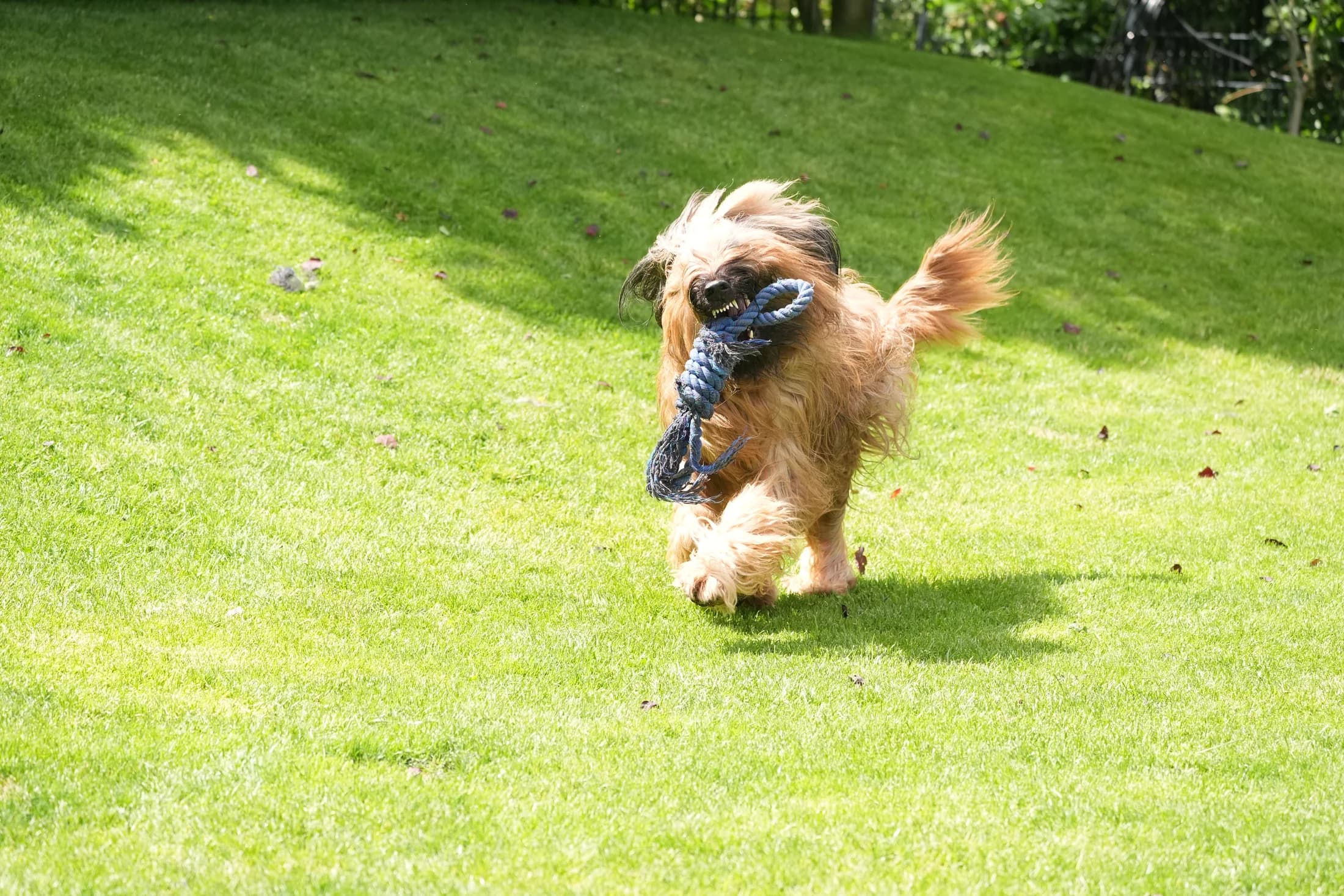 Hund rennt ausgelassen mit einem Seilspielzeug über die Wiese